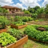 Raised bed vegetable garden ideas and layouts