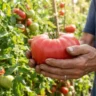 growing giant tomatoes – featured image of hands holding a giant ripe beefsteak tomato in a sunny garden.